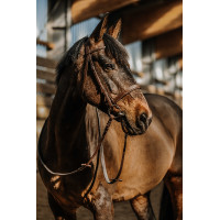Bridão Norton Hunter Castanho