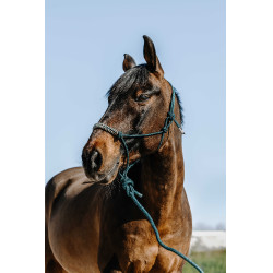 Caveção etológico + guia Norton Deco Verde / bege