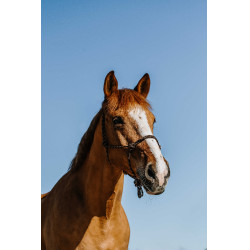 Cabresto etológico Norton Zary Castanho Cabresto etológico Norton Zary Castanho