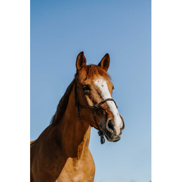 Cabresto etológico Norton Zary Castanho Cabresto etológico Norton Zary Castanho