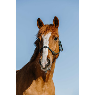 Cabresto etológico Norton Zary Verde escuro Cabresto etológico Norton Zary Verde escuro