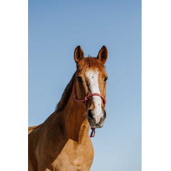 Cabresto etológico Norton Zary Rosa velho