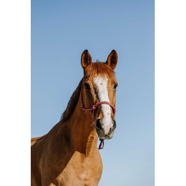 Cabresto etológico Norton Zary Rosa velho