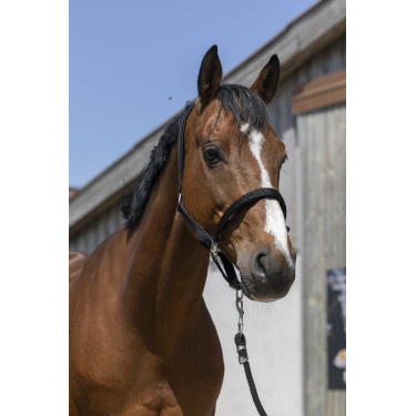 Caveção Norton Satine Preto