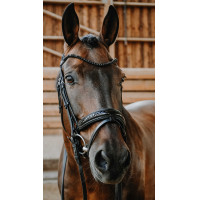 Bridão Norton Royal Preto