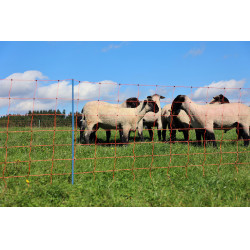 OviNet Premium AKO Laranja