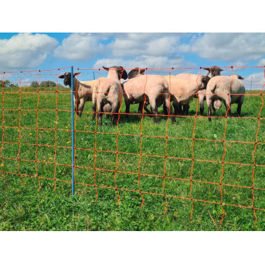 OviNet Premium AKO Laranja