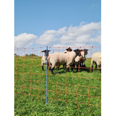 OviNet Premium AKO Laranja