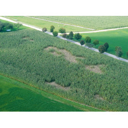 WildNet AKO Branco / azul