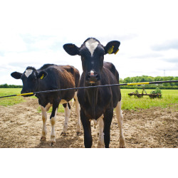 Dobradiça de reposição Electro Gate Kerbl Preto / amarelo