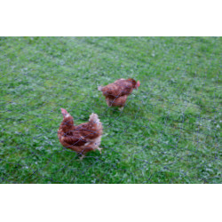 Rede de proteção para aves AKO Preto Rede de proteção para aves AKO Preto