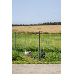 Rede de aves Premium AKO Verde Rede de aves Premium AKO Verde