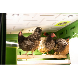 Cooperativa Móvel Kerbl Hobbyfarming Verde / branco Cooperativa Móvel Kerbl Hobbyfarming Verde / branco