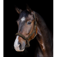 Caveção Waldhausen St. Gallen Castanho verde