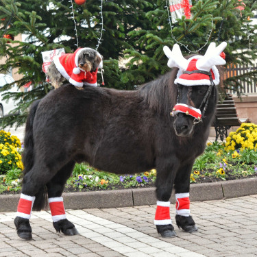 Touca de Natal com orelhas em forma de chifre de rena Touca de Natal com orelhas em forma de chifre de rena