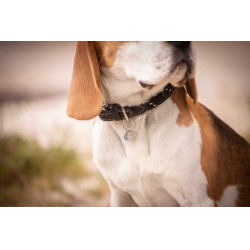 Coleira para cão Penelope Billie