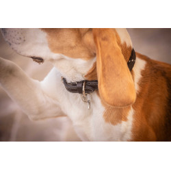 Coleira para cão Penelope Billie