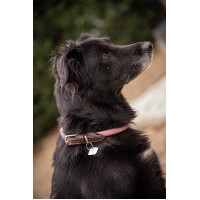 Coleira para cão Penelope Billie Rosa / lurex