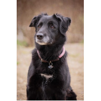 Coleira para cão Penelope Billie Rosa / lurex