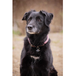 Coleira para cão Penelope Billie Rosa / lurex