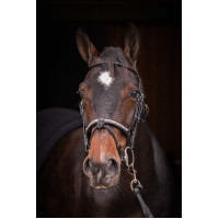 Bridão Pénélope Symphonie Preto