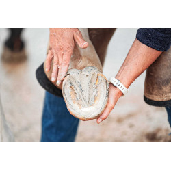 Argila para casco Ravene Pediplast Argila para casco Ravene Pediplast