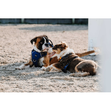 Arnês para cão Riding World Simba Marinho Azul-marinho