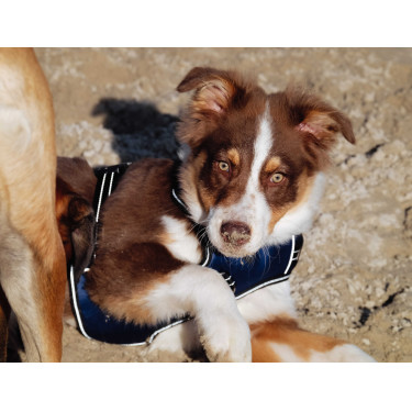 Arnês para cão Riding World Simba Marinho Azul-marinho