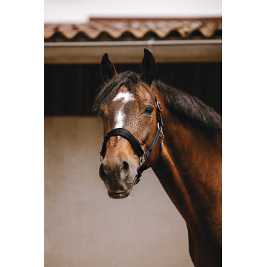 Cabresto de nylon Equithème Jacquard Preto