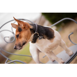 Coleira para cão Pénélope Olie Havana Castanho