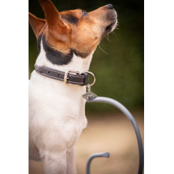 Coleira para cão Pénélope Olie Havana Castanho