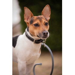 Coleira para cão Pénélope Olie Havana Castanho