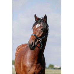 Almofada de Cabresto Riding World Marinho Azul-marinho