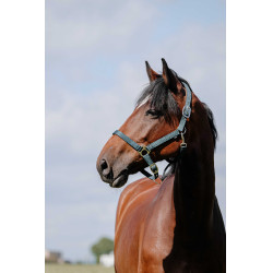 Almofada de Cabresto Riding World Verde escuro Almofada de Cabresto Riding World Verde escuro