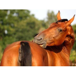 Creme Animaderm Derfen™ Original