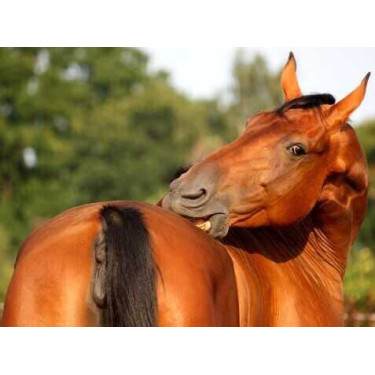 Creme Animaderm Derfen™ Original