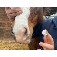 Protection solaire Animaderm Solaren