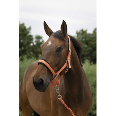 Caveção + guia Norton Large Coral Vermelho