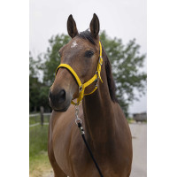 Caveção Norton Satine Mel Amarelo