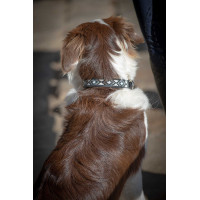 Coleira para cão Pénélope Pearl Cognac / turquesa Castanho Coleira para cão Pénélope Pearl Cognac / turquesa Castanho