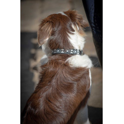 Coleira para cão Pénélope Pearl Preto / branco Coleira para cão Pénélope Pearl Preto / branco