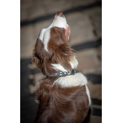 Coleira para cão Pénélope Pearl Preto / branco Coleira para cão Pénélope Pearl Preto / branco
