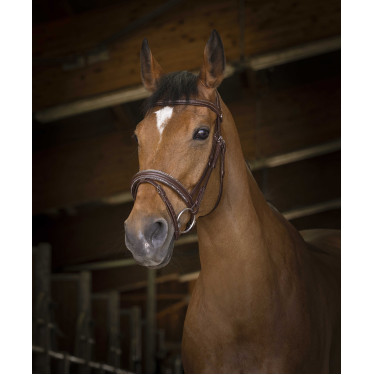 Bridon Norton Pro Rock Havana Castanho Bridon Norton Pro Rock Havana Castanho