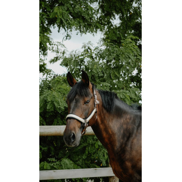 Cabridão Equithème Glowy Bege/dourado