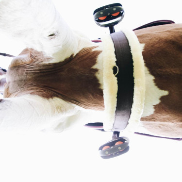 Cinta de carneiro Kentucky Castanho Cinta de carneiro Kentucky Castanho