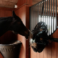 Saco de Feno Play & Slowfeeder Redondo Grooming Deluxe da Kentucky Preto