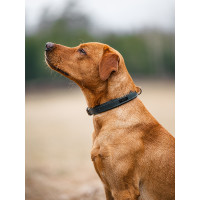 Coleira para cão Equestrian Stockholm clean Segunda-feira dramática