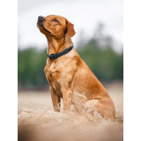 Coleira para cão Equestrian Stockholm clean Segunda-feira dramática