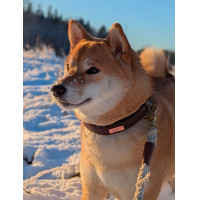 Coleira para cão Equestrian Stockholm clean Segunda-feira dramática