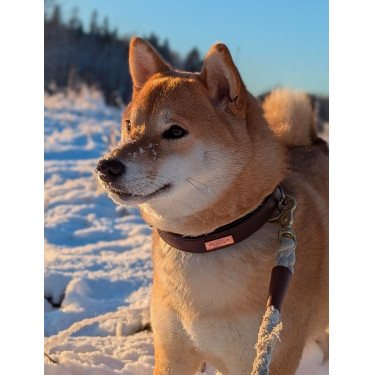 Coleira para cão Equestrian Stockholm clean Brilho infinito